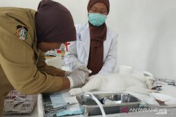 Kendalikan populasi, DKPP Blitar lakukan kastrasi kucing jantan