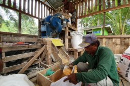 Martabe pupus keputusasaan petani jagung Aek Sumuran