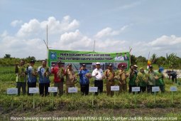 Pemkab Bangka Tengah alokasikan bantuan bawang kepada kelompok tani