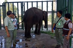 Empat ekor gajah asal Indonesia dipinjam  Australia