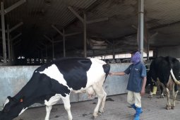 Selain produksi buah, GGF produksi susu sapi Australia