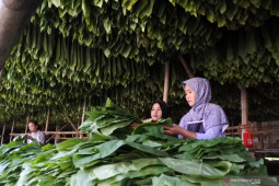 Kenaikan cukai ancam petani tembakau