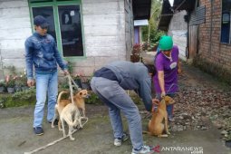 Kasus gigitan HPR di Rejang Lebong mencapai 177 orang