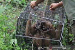 BKSDA lepasliarkan empat satwa dilindungi
