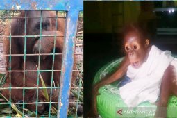 Pangolins, orangutans flee fire, enter houses look for food