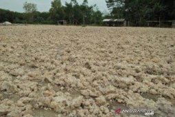 Harga ampas singkong  di  Mesuji  naik