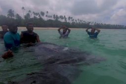 Masyarakat Kei selamatkan penyu belimbing terjerat
