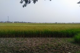 Dikira panas sampai petang hujan tengah hari
