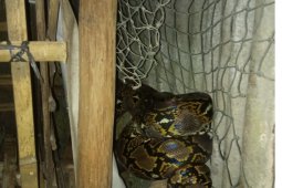 Damkar Kabupaten Belitung evakuasi ular piton dari kandang ayam