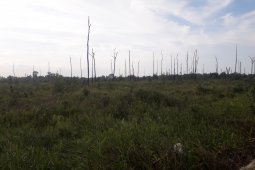 4.500 batang bibit penghijauan di hutan kota Bangka Tengah gagal tumbuh