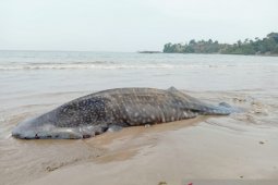 Pascahiu paus terdampar di Pesisir Selatan, BPSPL Padang ambil sampel