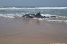 Diduga akibat gelombang laut ekstrim, seekor hiu terdampar di Perairan Wanasalam