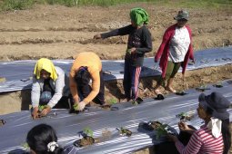 Dinas ESDM  Malut berupaya ciptakan iklim investasi di bidang pertambangan