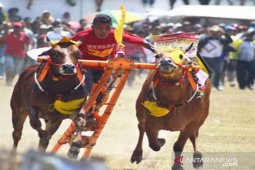 Nilai ekonomi dan identitas sosial sapi Madura