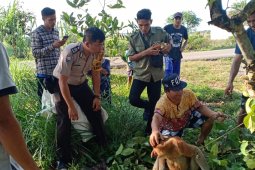 Seekor bekantan dilepasliarkan kembali ke TNGP