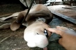 Anak sapi bermata satu hebohkan warga Sukadana