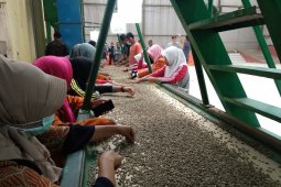 Kontrak perdagangan luar negeri kopi arabica gayo melemah