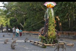 Upacara Tumpek Kandang di Alas Kedaton