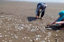 Ribuan ikan di Pantai Jetis mati, kenapa?