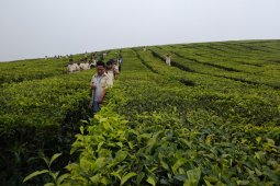 Kerinci akan pecahkan rekor muri petik daun teh terbanyak