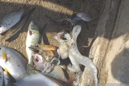 LIPI imbau masyarakat tidak panik dengan kematian ikan di Kepulauan Tanimbar