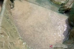 Ribuan benih ikan mati terkena limbah tambang ilegal