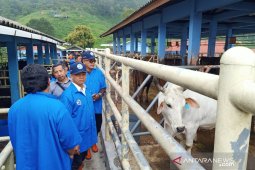 Pemkab Bangka pelajari teknologi pengembangan ternak sapi