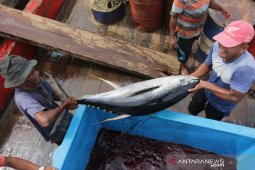 Ikan Tuna Tangkapan Nelayan Pulau