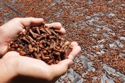 Harga cengkih di Ambon anjlok