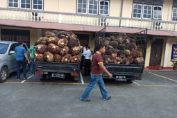 Polresta Pematangsiantar amankan terduga dalang pencurian sawit