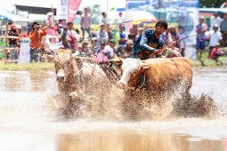 Karapan Sapi Brujul dukung pariwisata Kota Probolinggo
