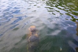 Tiang rumah prasejarah ditemukan di Danau Sentani