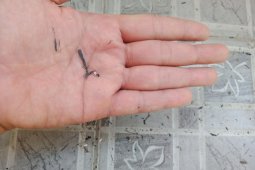 Debu kebakaran hutan Gunung Rinjani sampai ke Mataram