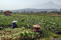 Sawi keriting di Pontianak naik menjadi Rp35.000 per kilogram