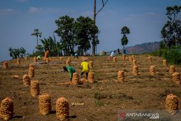 Target Swasembada Kentang Industri