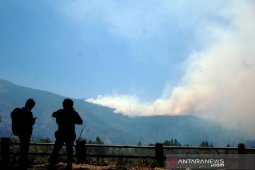 Kebakaran hutan pinus