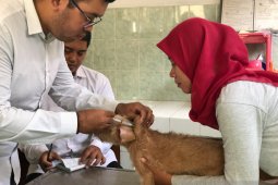 Usai digigit anjing liar seorang warga positif rabies