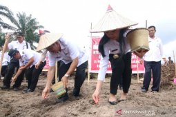 Bupati Karolin ajak petani tanam jagung di areal sawit