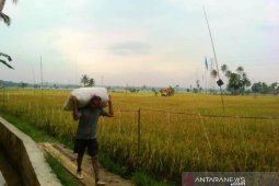 Hasil petani Tapanuli Selatan yang bersawah di Tapanuli Tengah meningkat