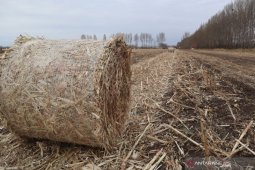 Petani di Mongolia untung Rp5,9 miliar dari jerami