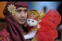 Kontes busana kucing