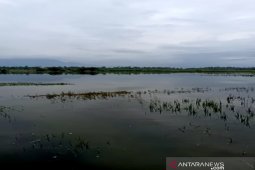 Puluhan hektare sawah di Tapsel terendam banjir
