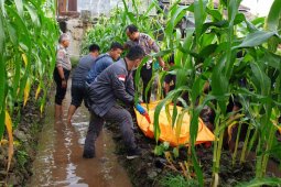 Ryu ditemukan tewas di kebun jagung