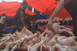 Harga ayam potong naik hingga Rp55.000 per ekor