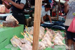 Harga daging ayam beku pasokan Surabaya  di Ambon normal