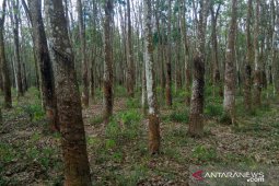 Harga getah karet  di Mesuji naik