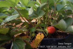 BP2K Landak kembangkan tanaman Strawberry di Tengon - Bentiang