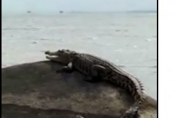 Polres Bangka benarkan munculnya buaya di Pantai Putat Belinyu