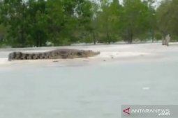 BKSDA sebut habitat buaya di Babel semakin sempit
