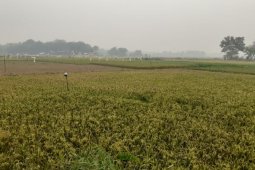 Potensi dan tantangan pengembangan beras merah sebagai pangan fungsional di Kota Jambi